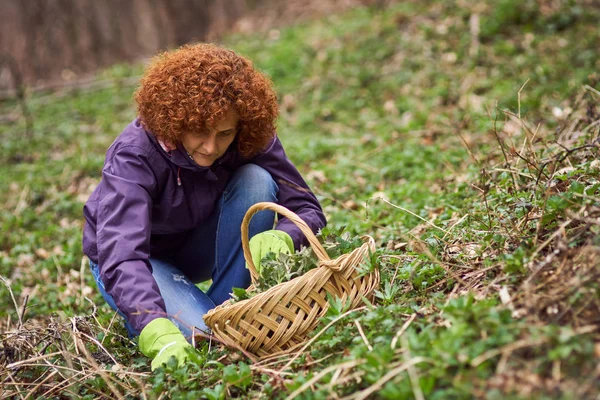 Nettles bir sepet içinde toplama kadın — Stok fotoğraf