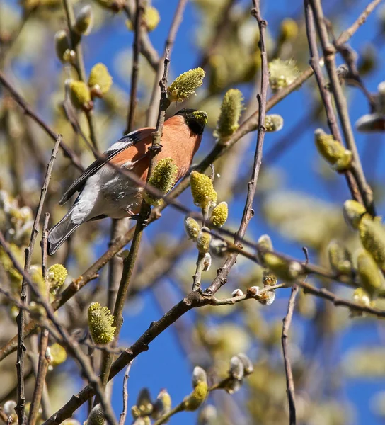 Hermoso pájaro en del árbol —  Fotos de Stock