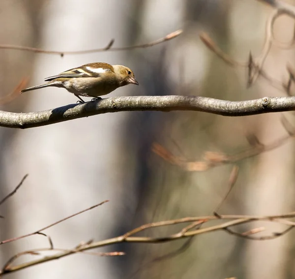 Buchfink auf Ast — Stockfoto