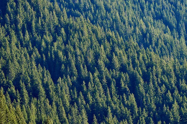 Bosque de pinos en las montañas —  Fotos de Stock