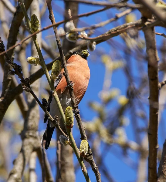 Taurillon mâle se nourrissant de bourgeons Photo De Stock