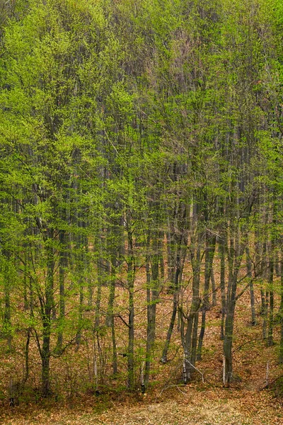 Bosque de haya joven — Foto de Stock