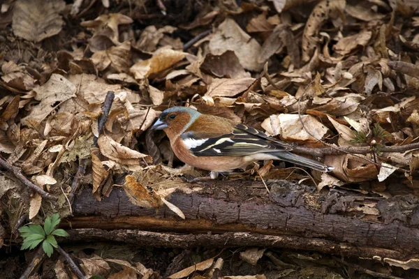 Chaffinch masculino camuflado — Fotografia de Stock