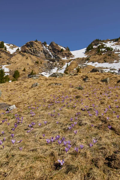 Crocus květiny na hoře — Stock fotografie