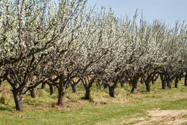 Erik ağaçları Bahçe