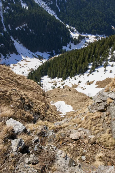 Arbres sur des montagnes couvertes de neige — Photo