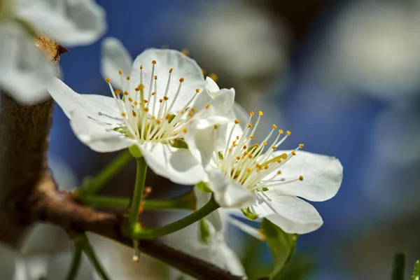 Blommande körsbärsträd blommor — Stockfoto