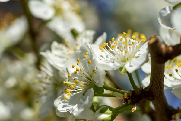 Bloeiende kersen bloemen — Stockfoto