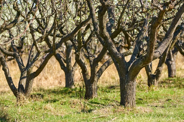 Szilva fák kert — Stock Fotó