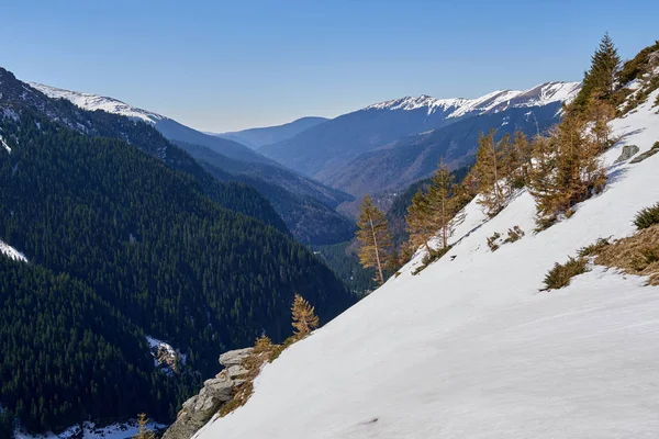 Деревья в горах покрыты снегом — стоковое фото