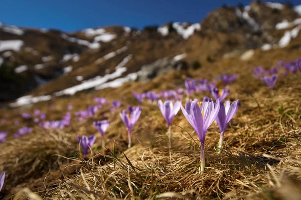 Crocus květiny na hoře — Stock fotografie