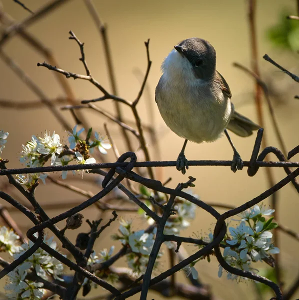 Warbler Blackcap encaramado —  Fotos de Stock