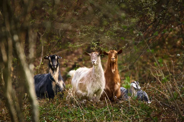 Cabras domésticas en el bosque — Foto de Stock