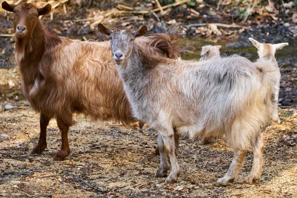 Cabras domésticas na floresta — Fotografia de Stock