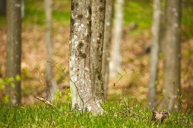 Kayın ağaçlarının orman