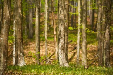 Kayın ağaçlarının orman