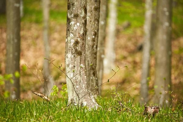 Bokträd i skogen — Stockfoto