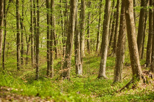 Haya en el bosque — Foto de Stock