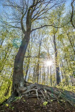 Orman kayın ağaçlarının