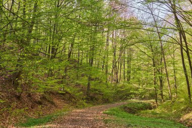 Ormandaki kırsal yol