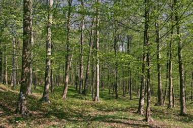 Orman kayın ağaçlarının
