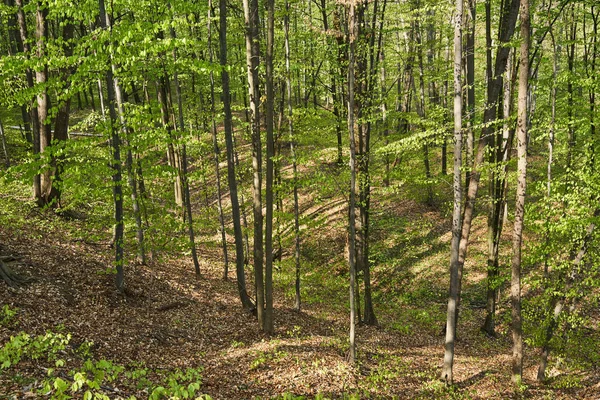 Orman kayın ağaçlarının