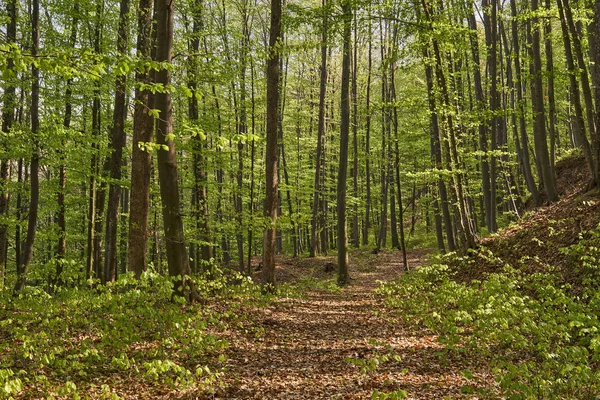 Droga wiejska w lesie — Zdjęcie stockowe