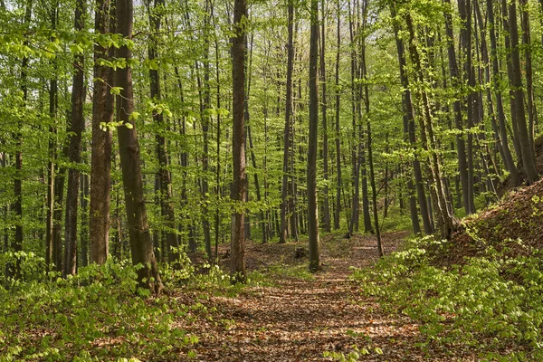 Venkovská cesta v lese — Stock fotografie