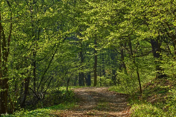 Сільська дорога в лісі — стокове фото