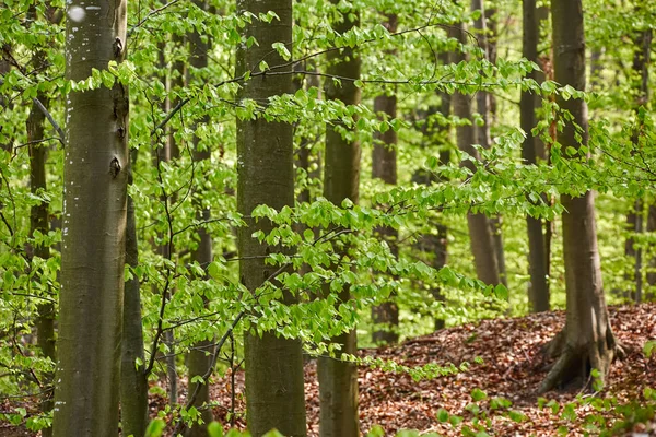 Skogen av bokträd — Stockfoto