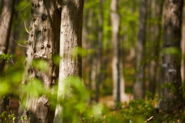 Orman kayın ağaçlarının