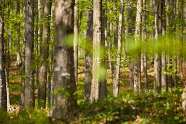 Orman kayın ağaçlarının