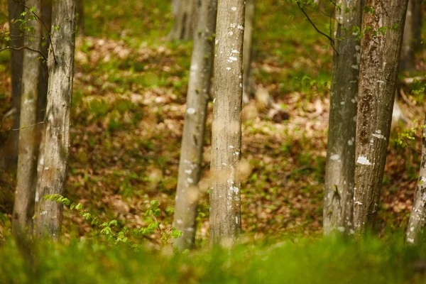 Floresta de faia — Fotografia de Stock