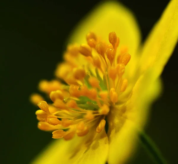 Closeup of celandine flower — Stock Photo, Image