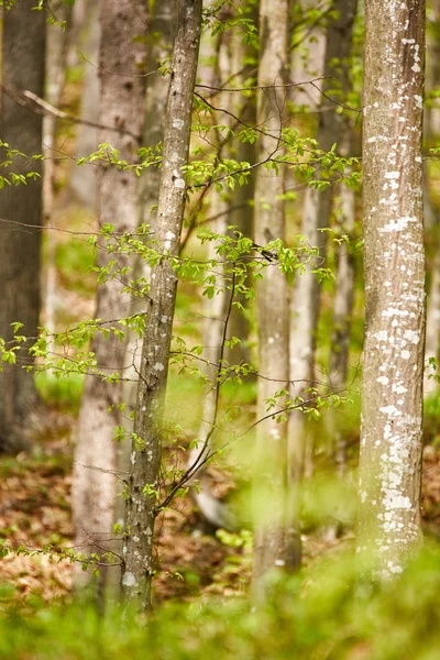 Orman kayın ağaçlarının — Stok fotoğraf
