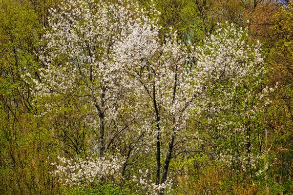 Дикі вишневого дерева — стокове фото