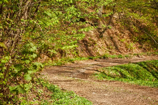 Route rurale dans la forêt — Photo