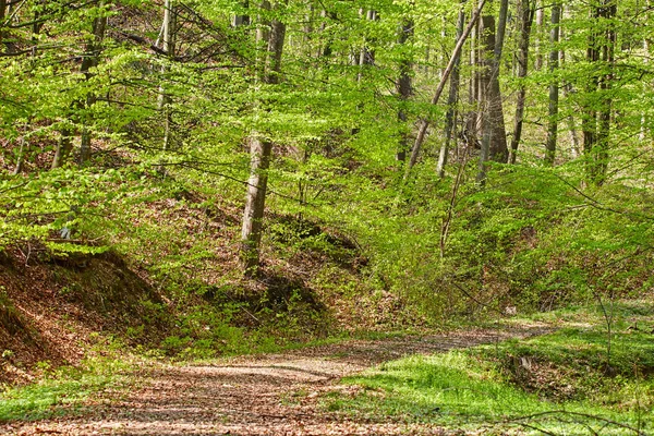 Landelijke weg in het bos — Stockfoto