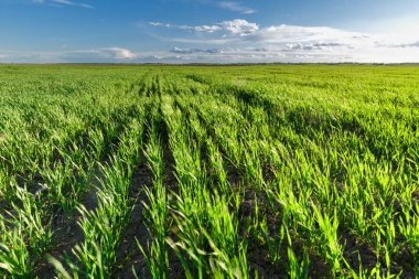 Rüzgar, Hareket Bulanıklığı buğday alanında