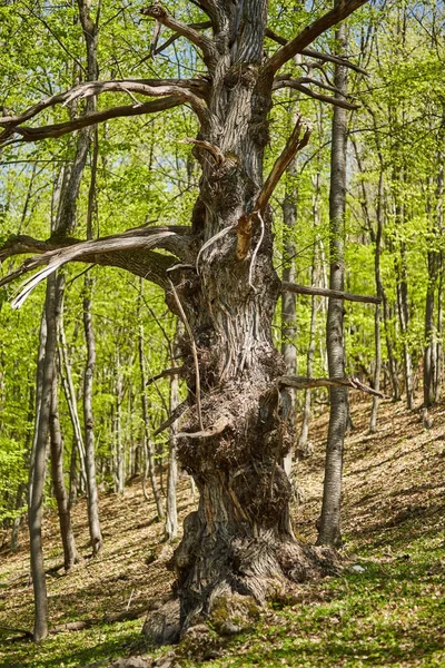 Eski büyük kestane ağacı — Stok fotoğraf