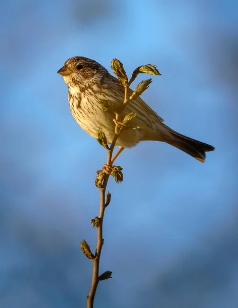 Corn Bunting fågel Royaltyfria Stockbilder