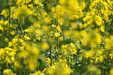 Sarı çiçek tecavüz alan