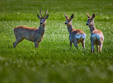 Roebuck ve geyik aile