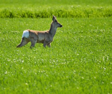 Roebuck buğday alanında