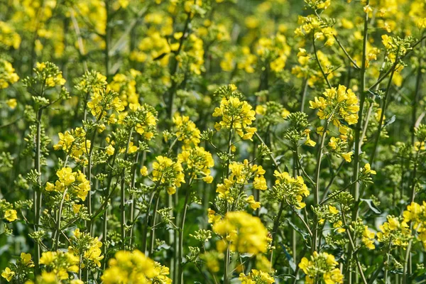 Campo de violación de flores amarillas —  Fotos de Stock