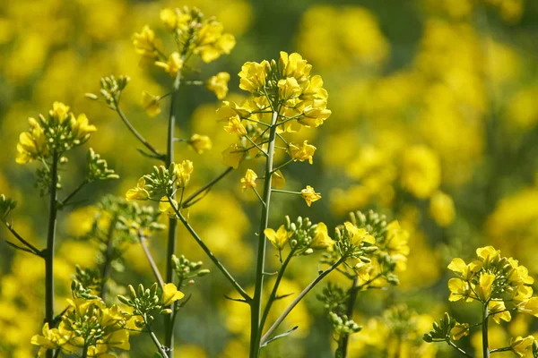 Rapsfeld mit gelben Blüten — Stockfoto