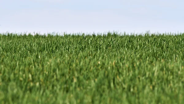 Erba di grano giovane — Foto Stock