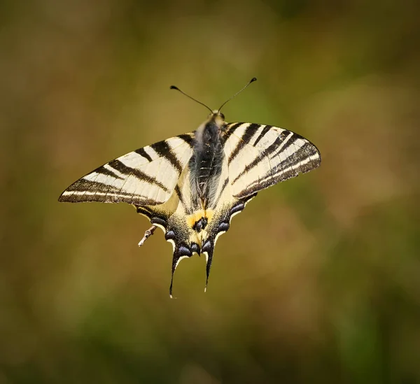 Swallowtail papillon en vol — Photo