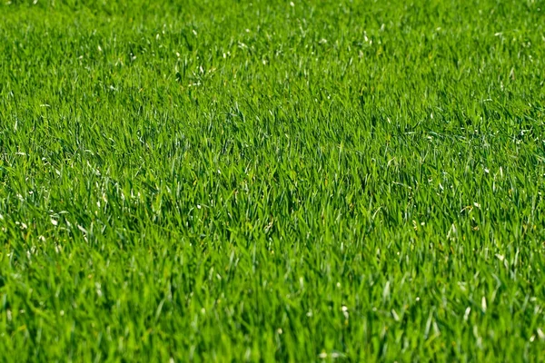Jeune herbe de blé — Photo