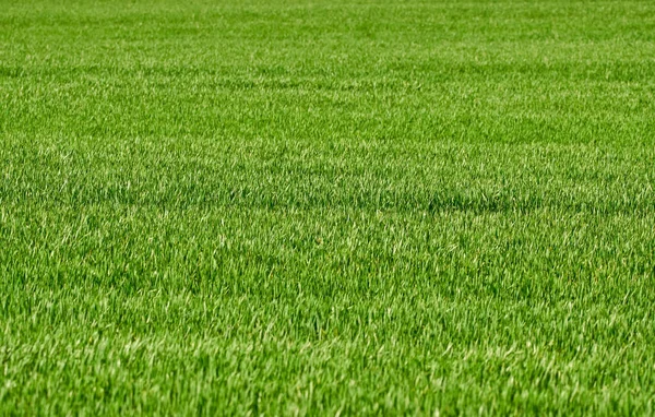 Jeune herbe de blé — Photo
